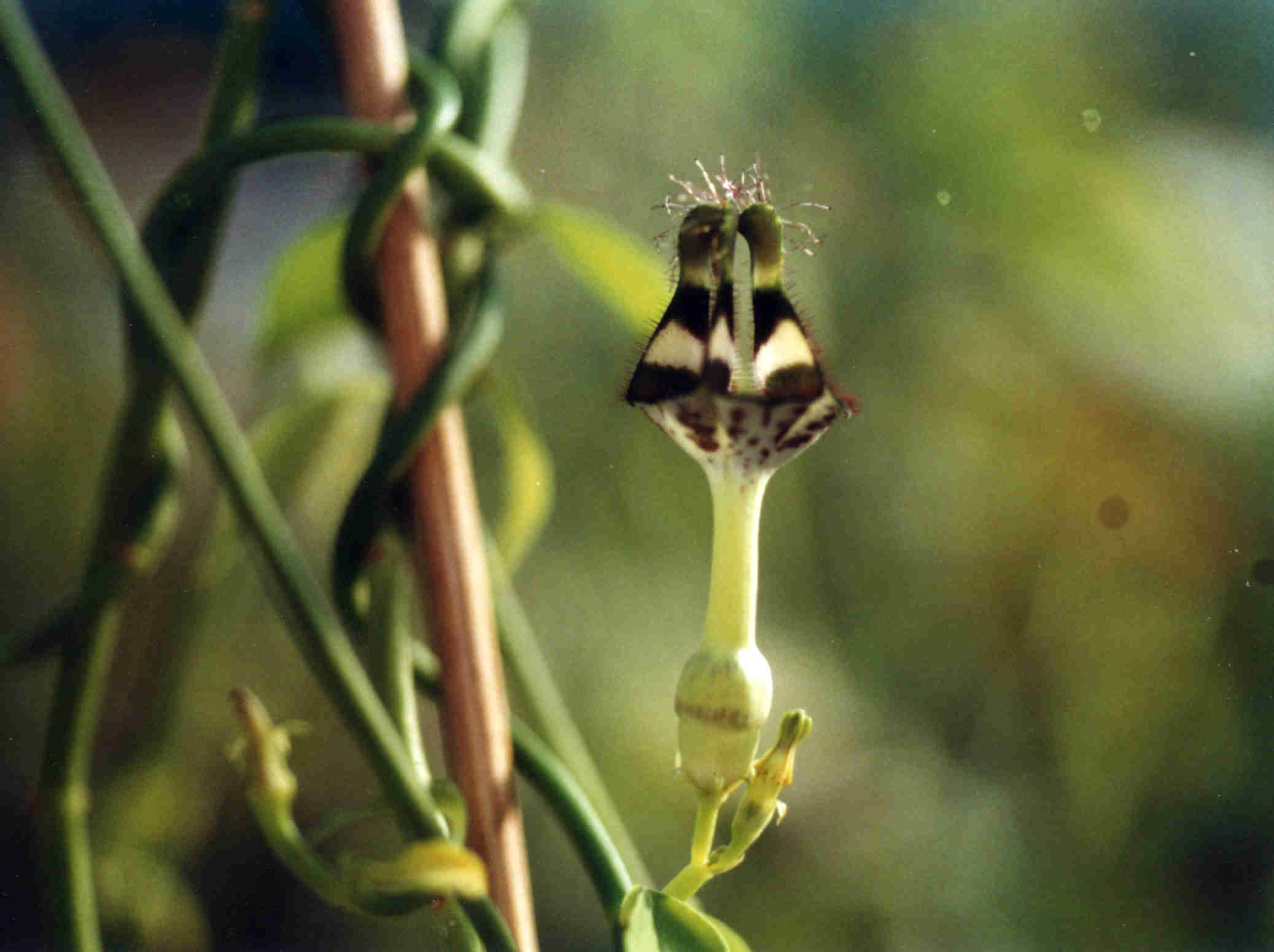 Ceropegia denticulata-ssp. brownii-1980