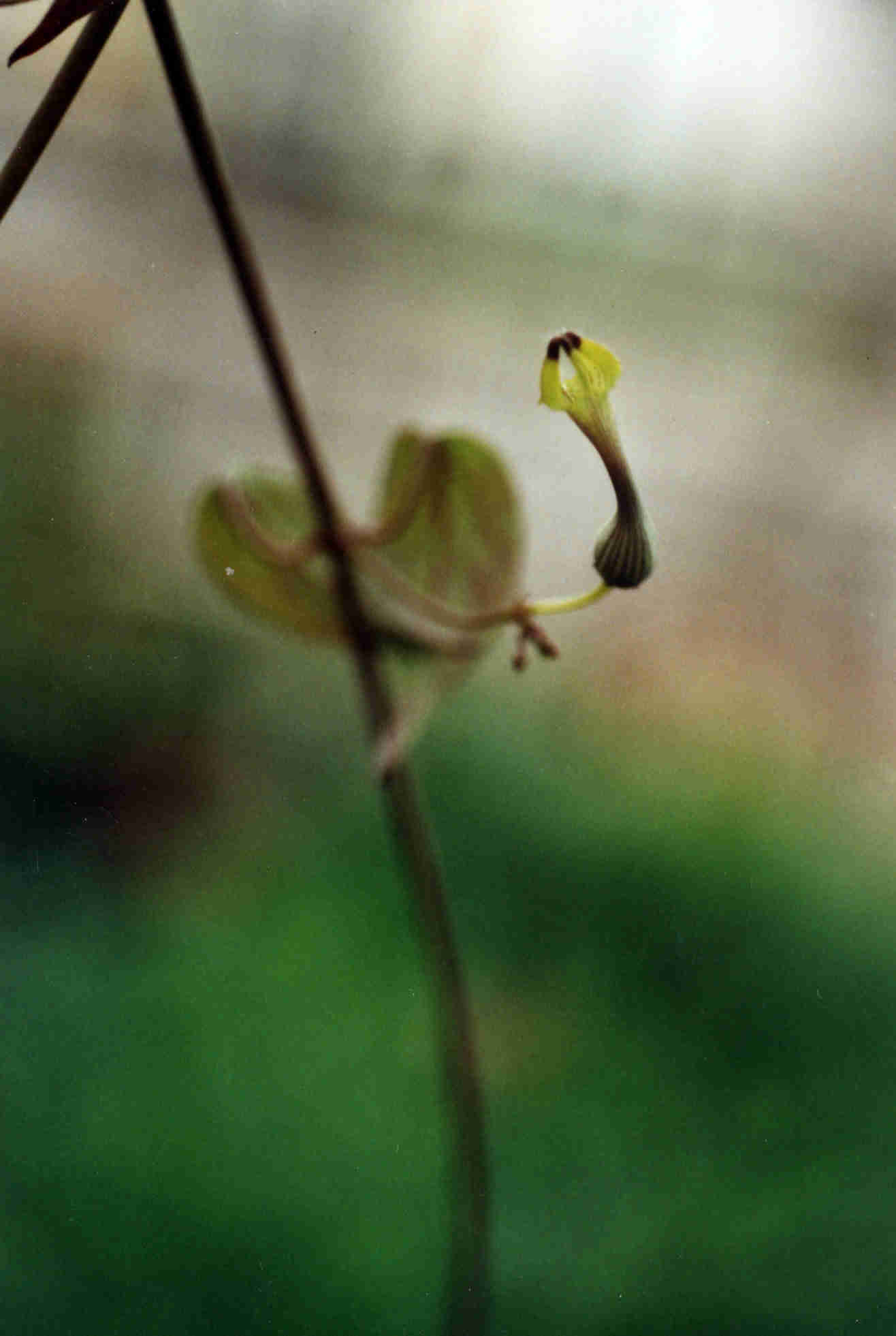 Ceropegia racemosa ssp setifera