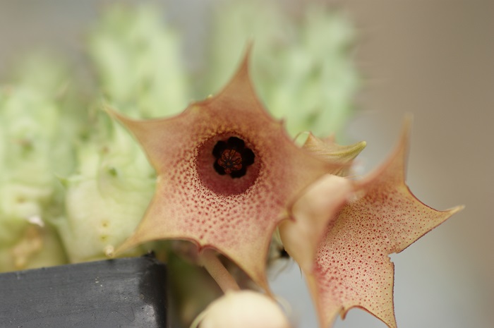 Huernia macrocarpa ssp. hareghensis 6799