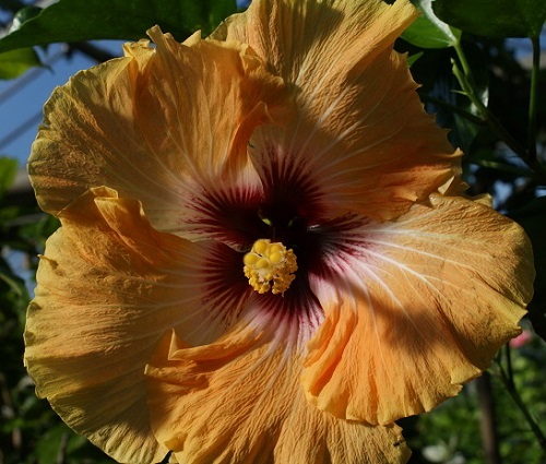 Hibiscus A