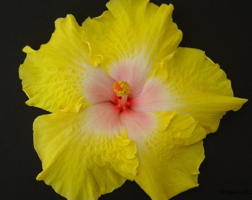 Tahitian Yellow Sun
