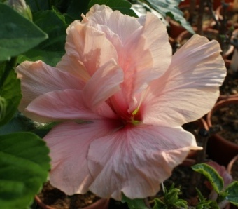 Hibiscus 4469