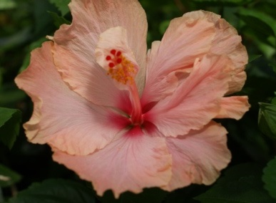Hibiscus 4472