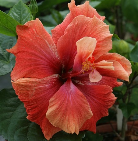 Hibiscus 6001