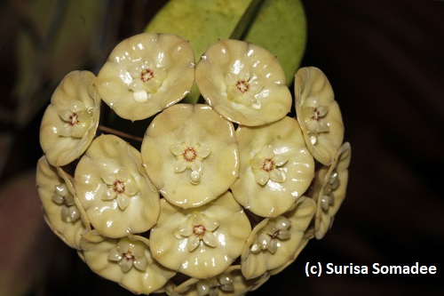 Hoya danumensis_ssp_amarii