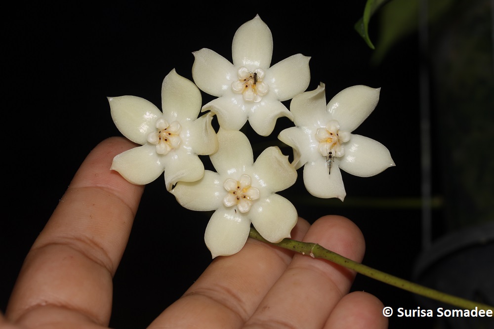 Hoya griffithii, with silver spots on the leaves, from China-04