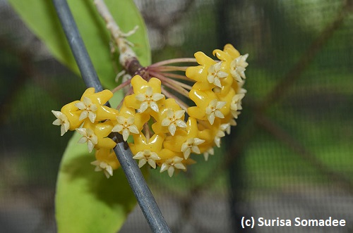 Hoya ilagiorum Yellow form