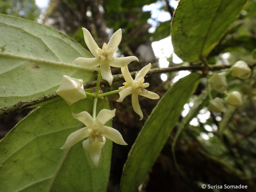 Hoya kipandiensis from Borneo