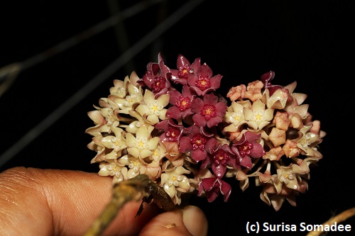 Hoya macrophylla (deep violet flower ) compare with commom