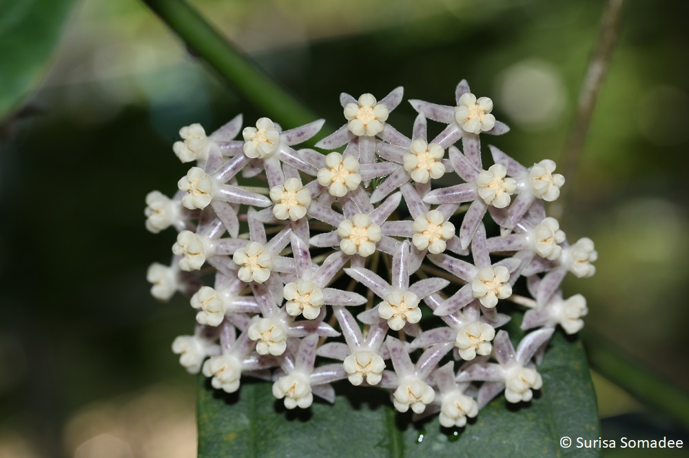 Hoya medinillifolia 
