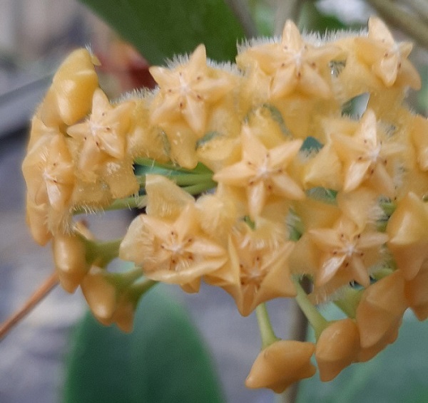 Hoya mindorensis gelb