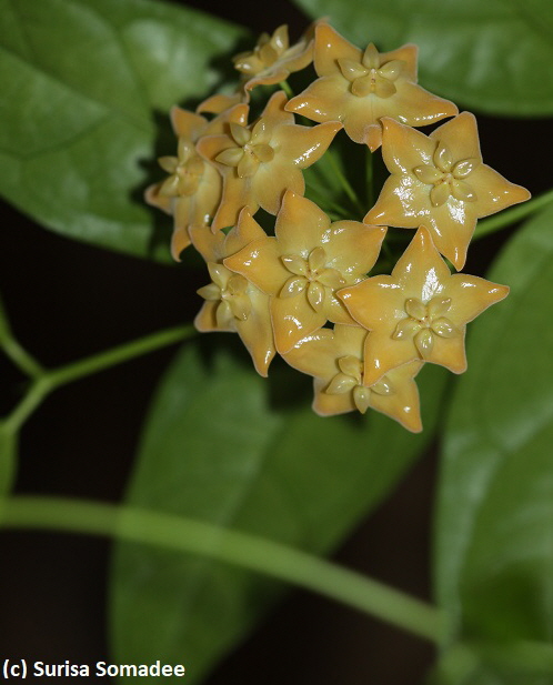Hoya phyllura, ( syn. Hoya linusii, earlier as Hoya sp. Sabah CR24 )