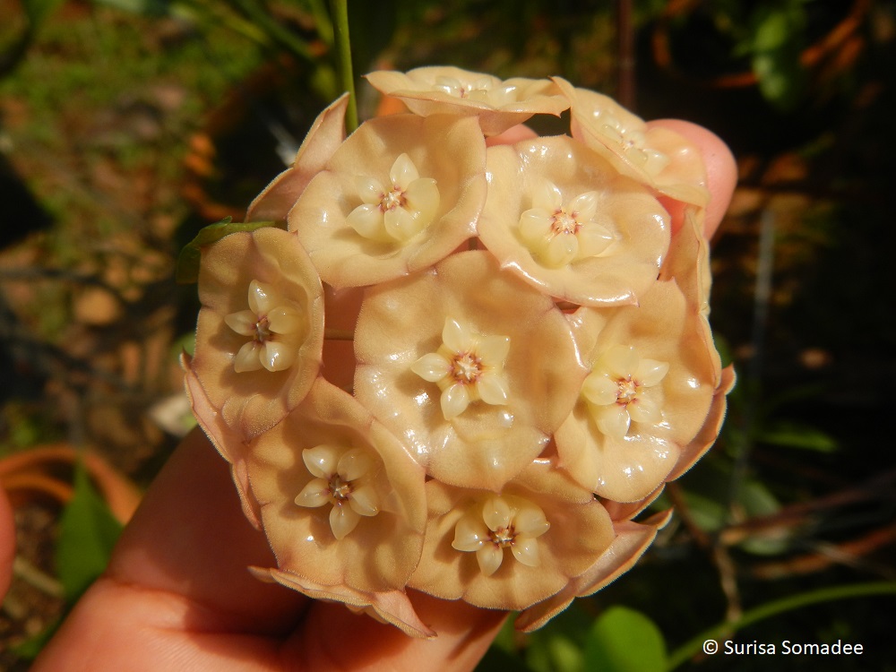 Hoya sp. indonesia cup shape with yellow flower