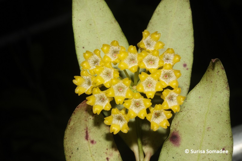 Hoya sp. indonesia small yellow bell-01