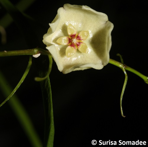 Hoya stenophylla-01