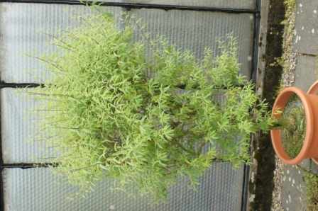 Aloysia triphylla (2)