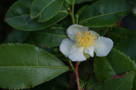 Camellia sinensis Tee Theaceae