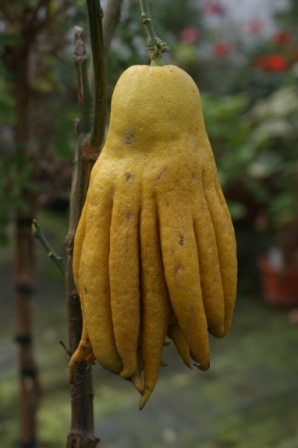 Citrus medica var. sarcodactylis Buddha-Finger Rutaceae1