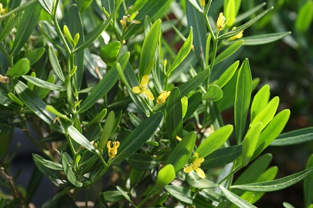 Cneorum tricoccum Cneoriaceae