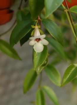 Codonanthe gracilis1