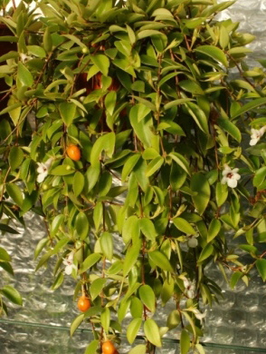 Codonanthe gracilis Gesneriaceae