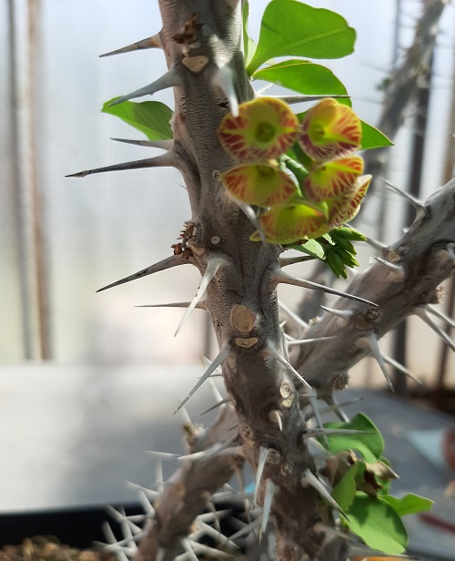 Euphorbia acurensis