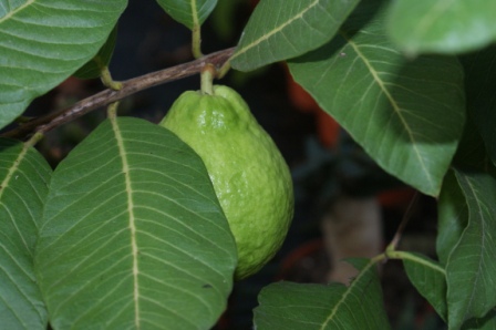 Psidium guayava Echte Guave Myrthaceae