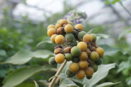 Solanum giganteum Frchte Solanaceae