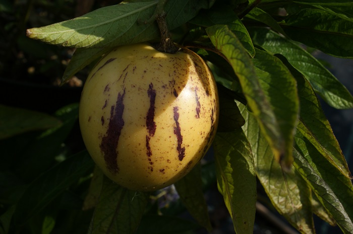 Solanum muricatum Pepino,Melonenbirne