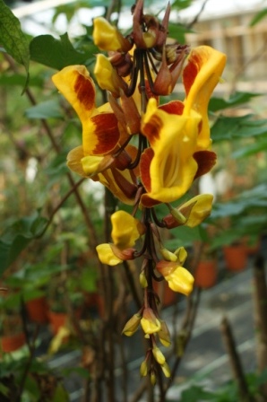 Thunbergia mysorensis Lady-Slipper Acanthaceae1